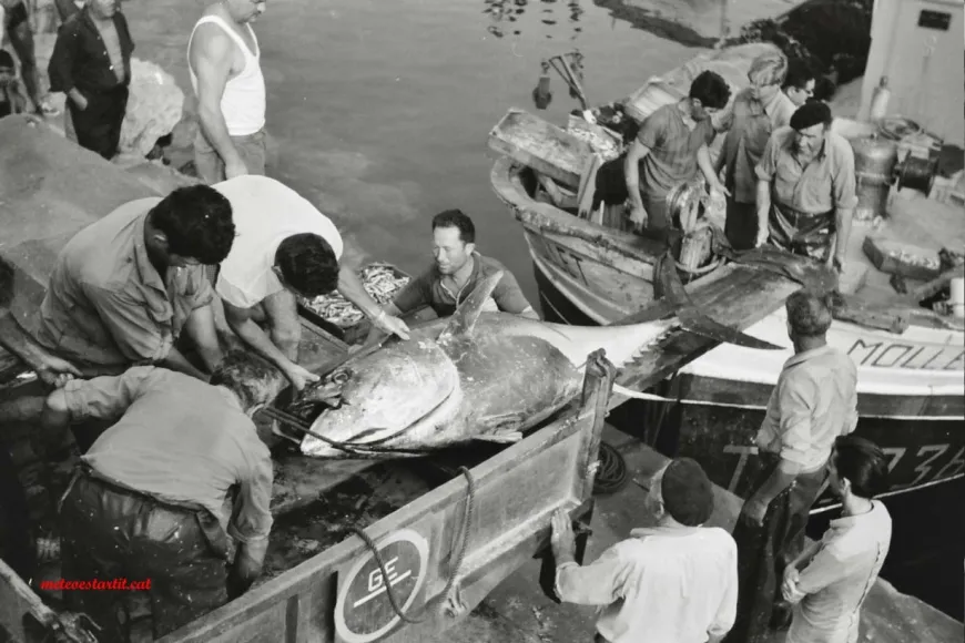 L’Estartit i la pesca, un lligam històric L’Estartit i la pesca, un lligam històric