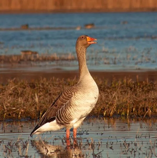 Ocells | © Jan Martín Riera