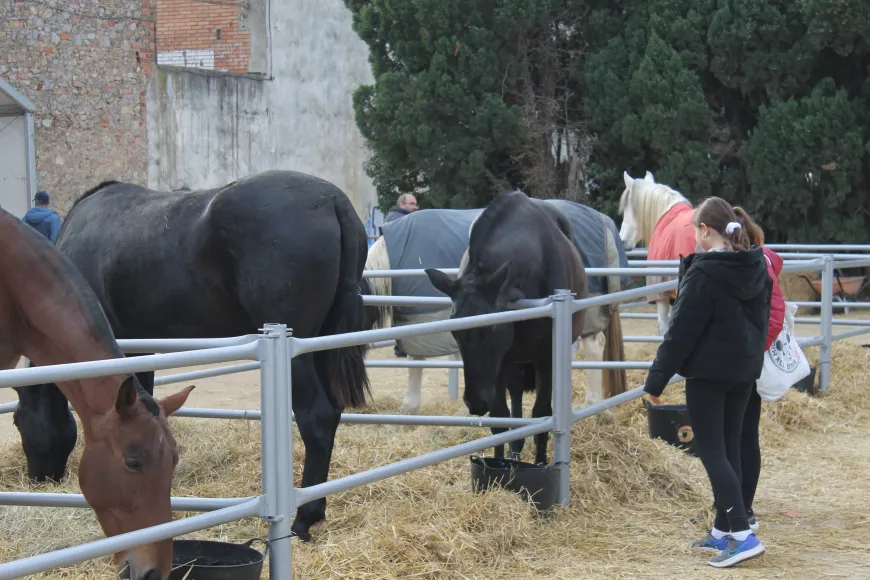 Zona eqüestre i d'animals de granja de la Fira Sant Andreu | © Ajuntament de Torroella de Montgrí Zona eqüestre i d'animals de granja de la Fira Sant Andreu | © Ajuntament de Torroella de Montgrí