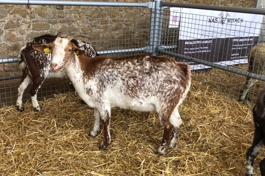 Zona eqüestre i d'animals de granja de la Fira Sant Andreu | © Ajuntament de Torroella de Montgrí Zona eqüestre i d'animals de granja de la Fira Sant Andreu | © Ajuntament de Torroella de Montgrí