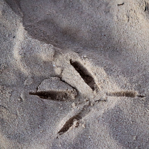 Seguim el rastre! | © Museu de la Mediterrània