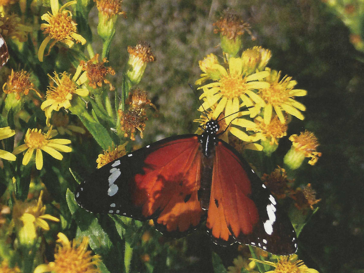 Papallona Ter Vell | © CELM