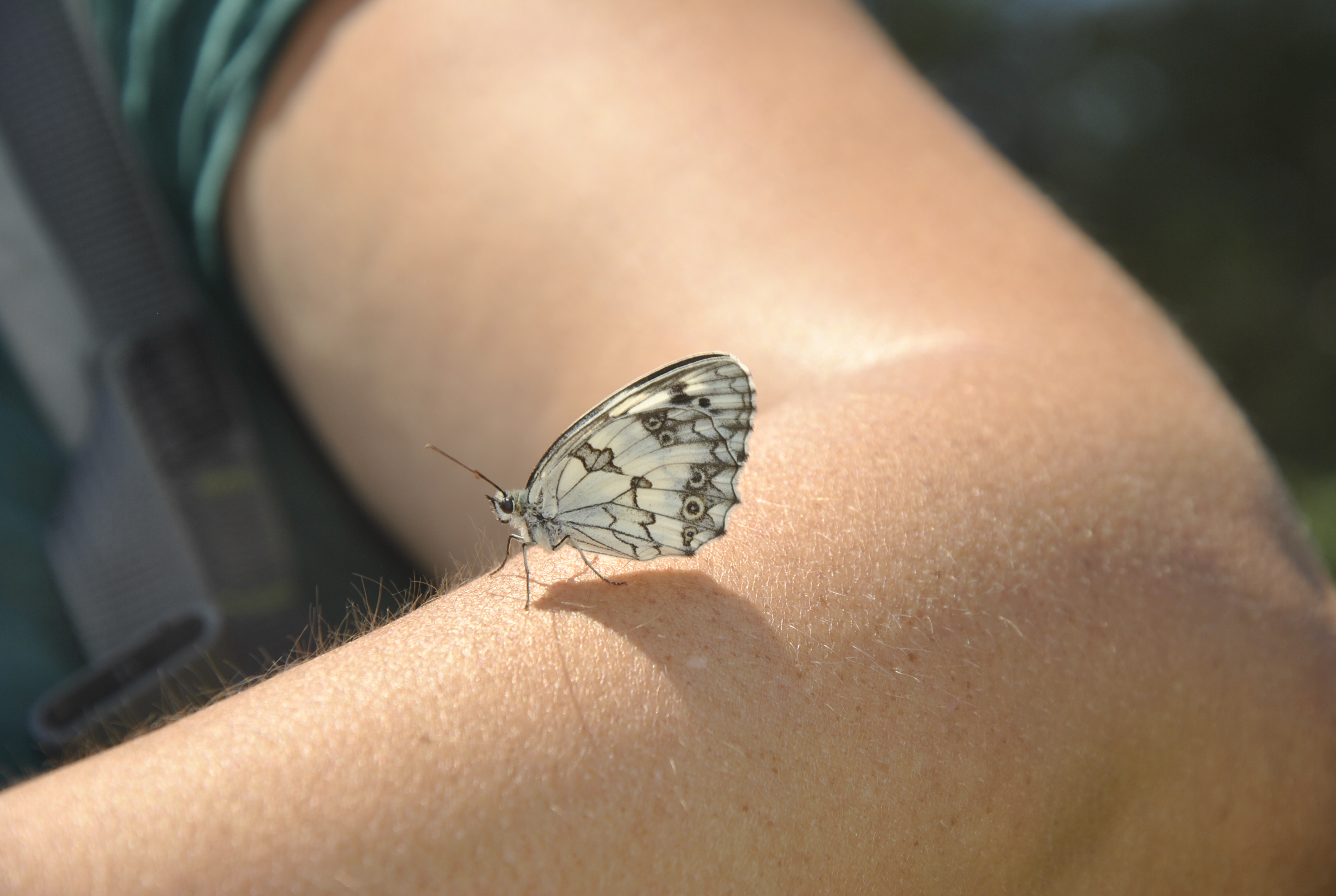 V Recerca i Territori. Sortida papallones | © CELM