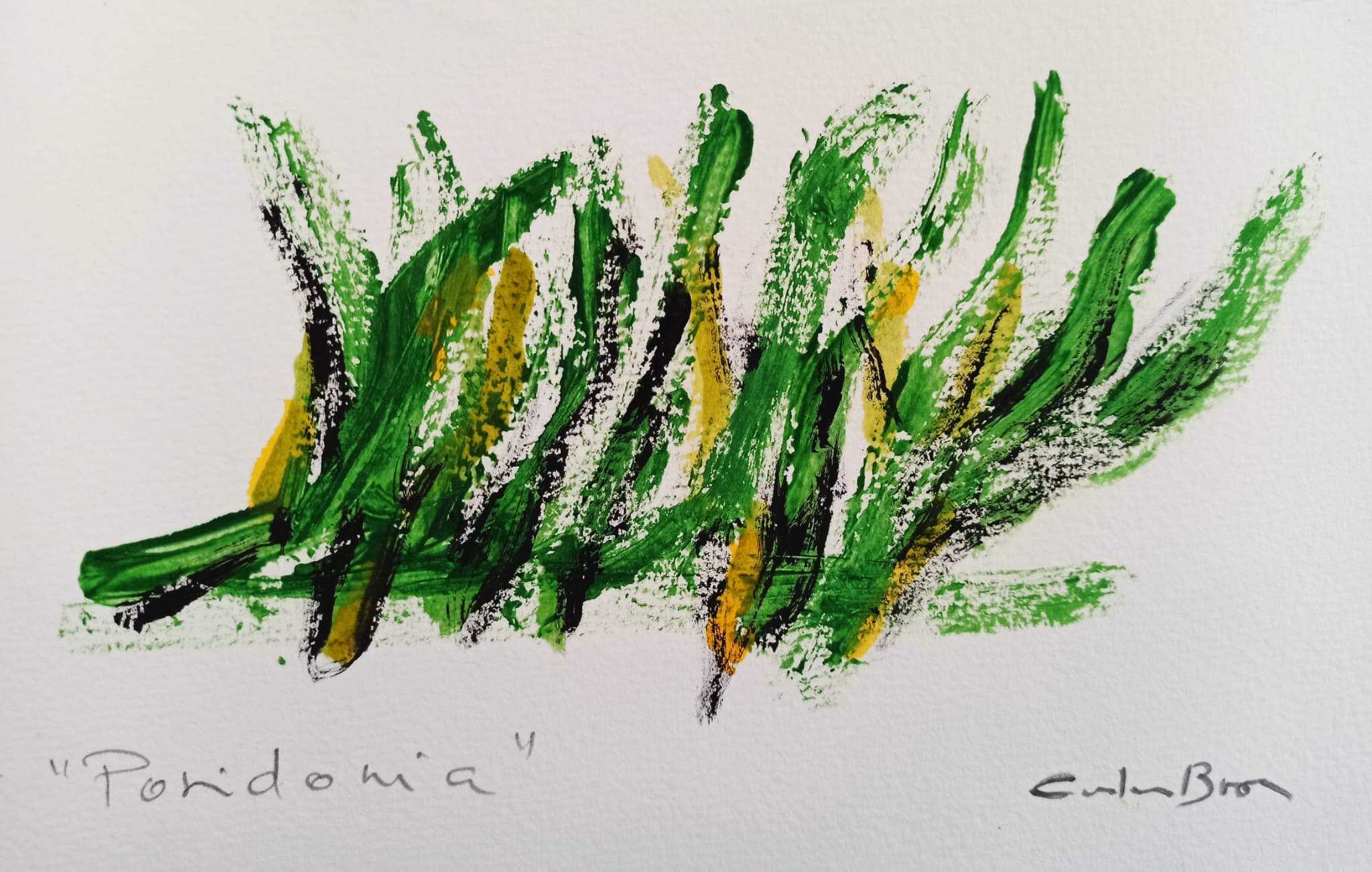 Posidònia de Carles Bros