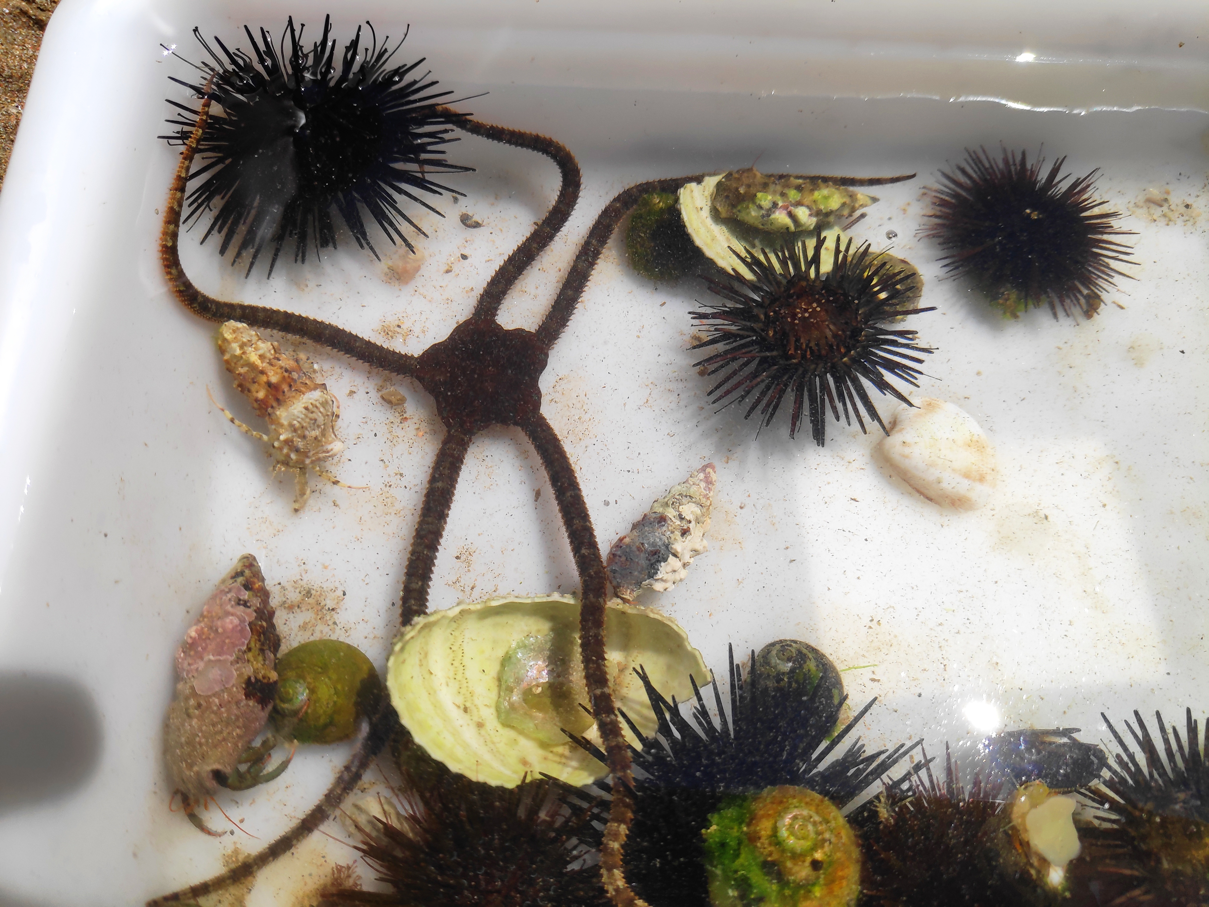 Tresors marins - La vida arran de mar | © Museu de la Mediterrània