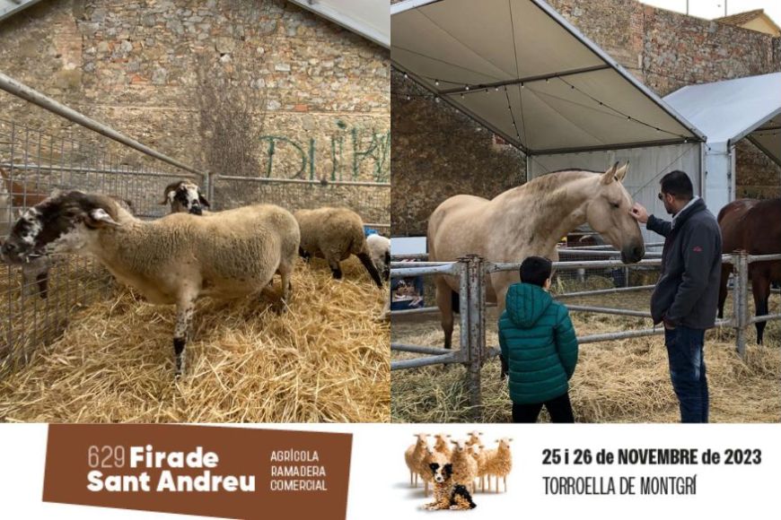 Dos estands de la mostra d'animals de granja i cavalls de raça. Un amb xais i l'altre amb un pare i un fill saludant un cavall Dos estands de la mostra d'animals de granja i cavalls de raça. Un amb xais i l'altre amb un pare i un fill saludant un cavall