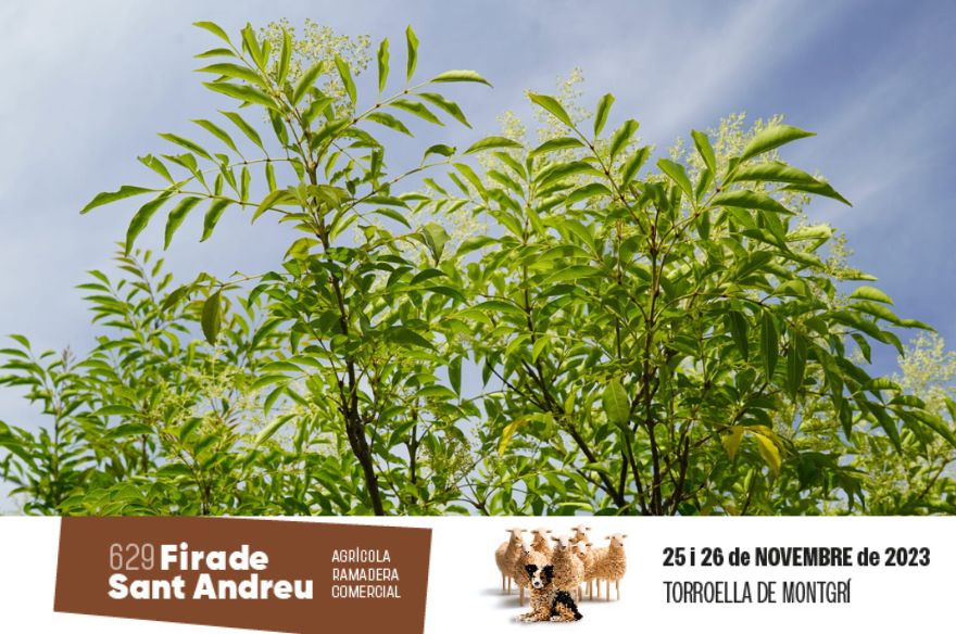 Un arbre de bosc de ribera | © Gisfera