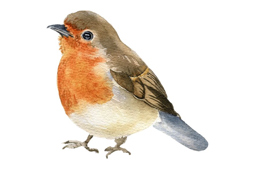 Taller què diuen els ocells