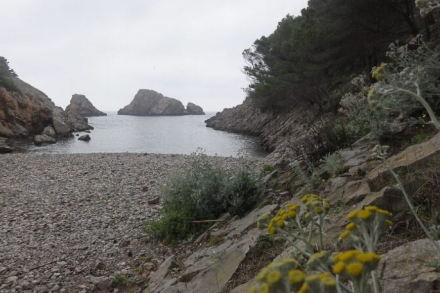 Ruta botànica a Cala Ferriola Ruta botànica a Cala Ferriola