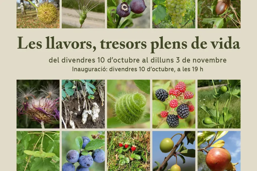 Exposició Les llavors, tresors plens de vida Exposició Les llavors, tresors plens de vida