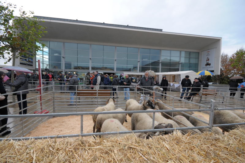 Fira de Sant Andreu de Torroella de Montgrí