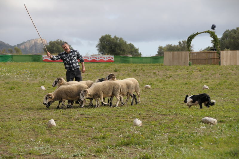 Concurs de Gossos d'Atura de Torroella de Montgrí