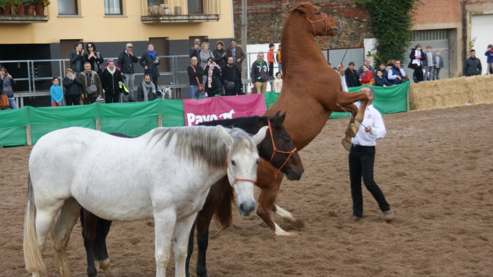 Festa dels Cavalls de Torroella de Montgrí