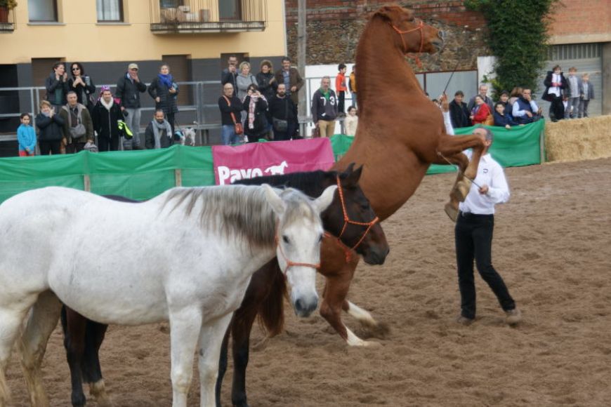 Festa dels Cavalls de Torroella de Montgrí