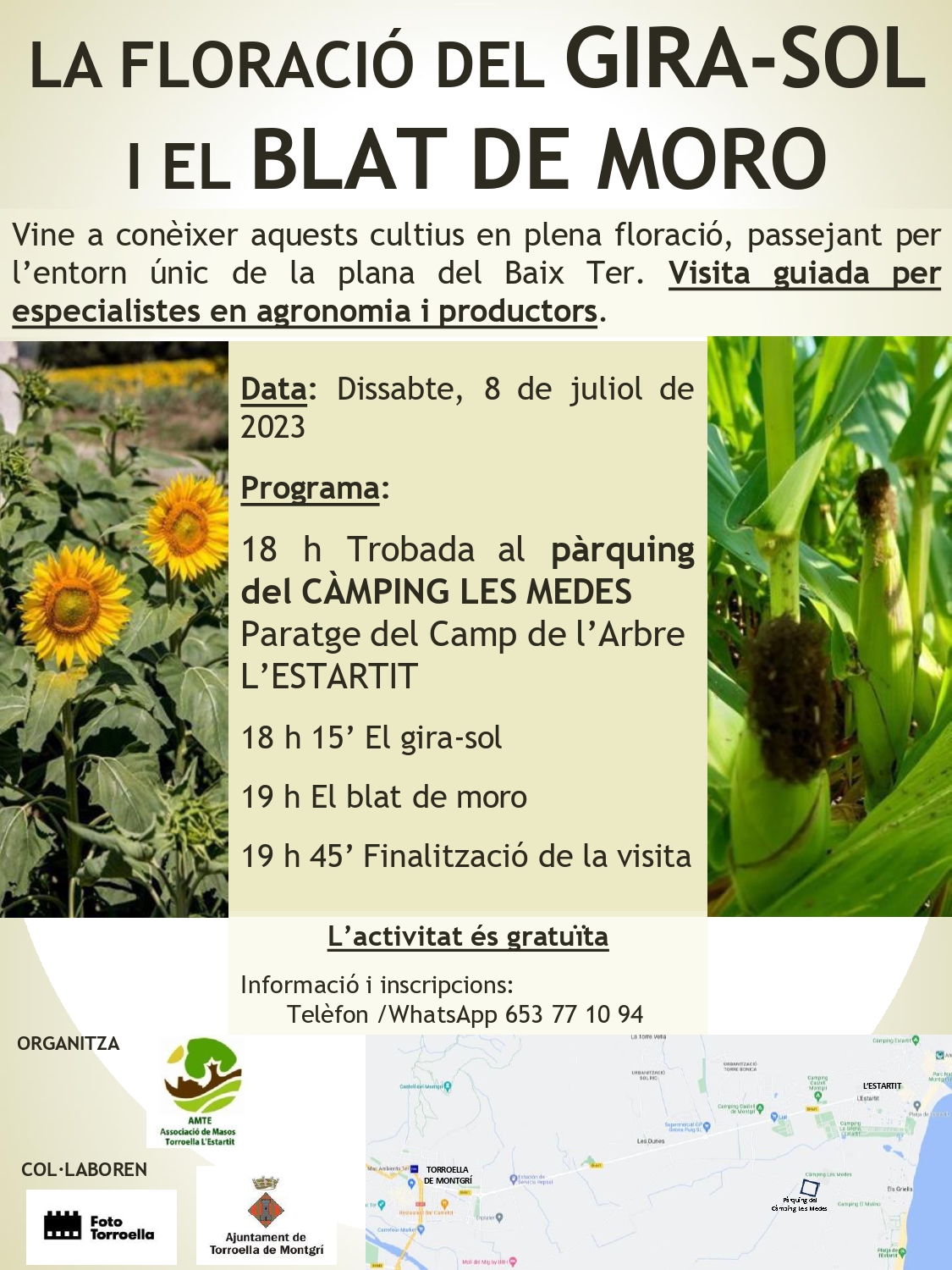 Cartell sortida a la floració del girasol