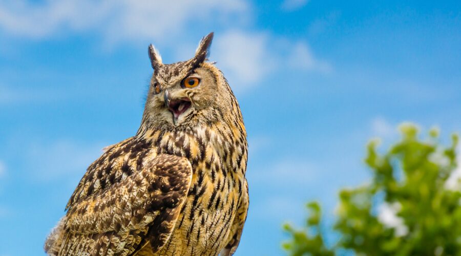Jornada tècnica: Presentació de la llista Patró dels ocells del Parc Natural