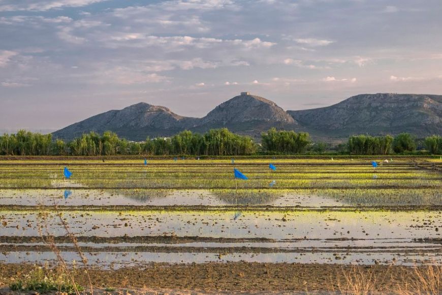Un camp agrÃcola amb el Montgrà de fons | © Jordi Renart - Ajuntament de Torroella de Montgrà Un camp agrÃcola amb el Montgrà de fons | © Jordi Renart - Ajuntament de Torroella de MontgrÃ