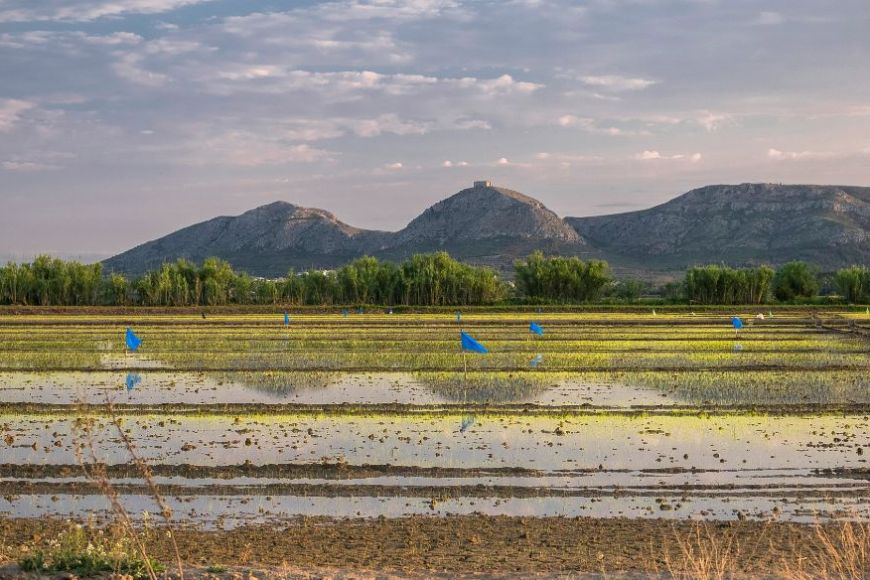 Un camp agrícola amb el Montgrí de fons | © Jordi Renart - Ajuntament de Torroella de Montgrí