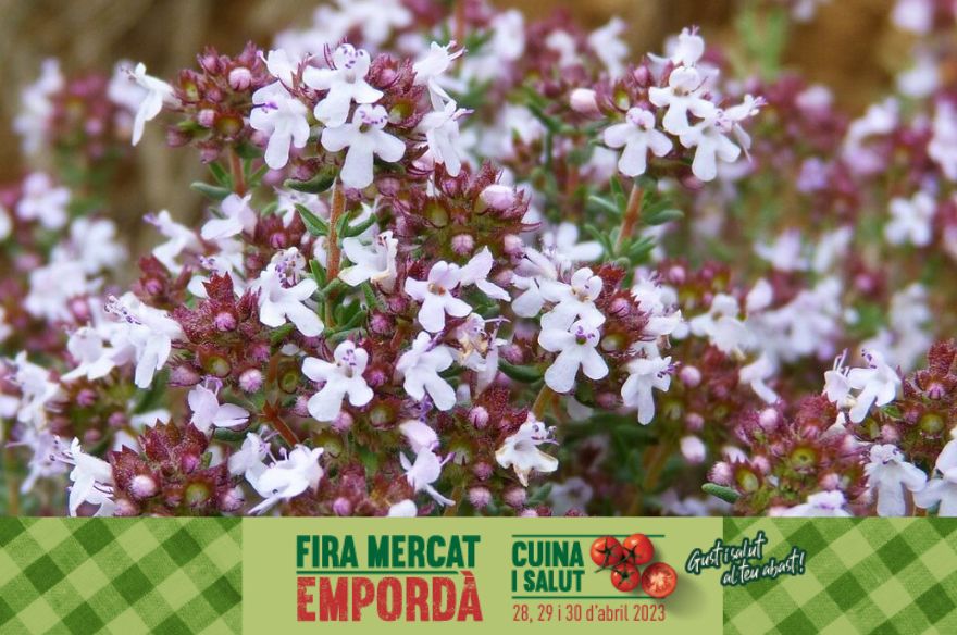 Una planta de farigola florida